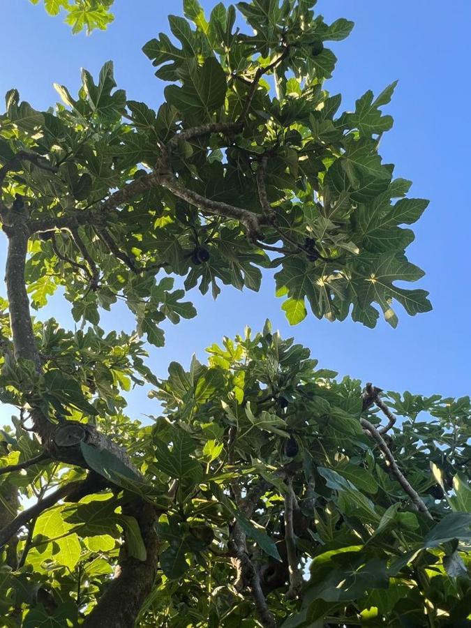Agriturismo Il Giardino Degli Olivi Appartamenti Castiglione della Pescaia Bagian luar foto