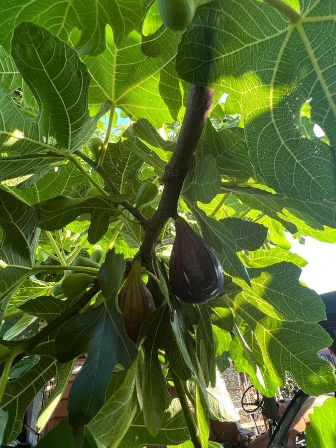 Agriturismo Il Giardino Degli Olivi Appartamenti Castiglione della Pescaia Bagian luar foto