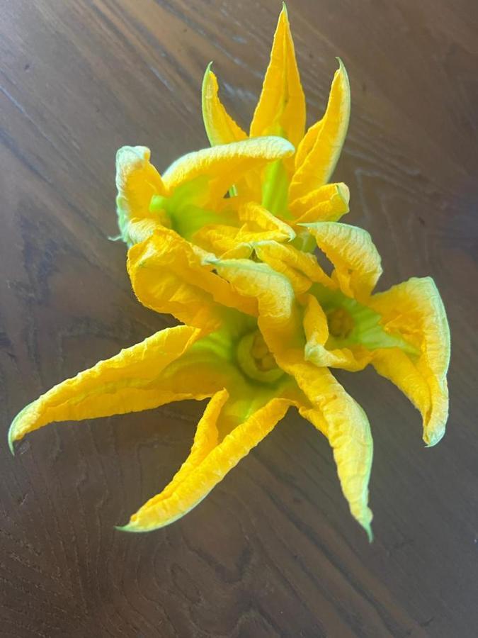 Agriturismo Il Giardino Degli Olivi Appartamenti Castiglione della Pescaia Bagian luar foto