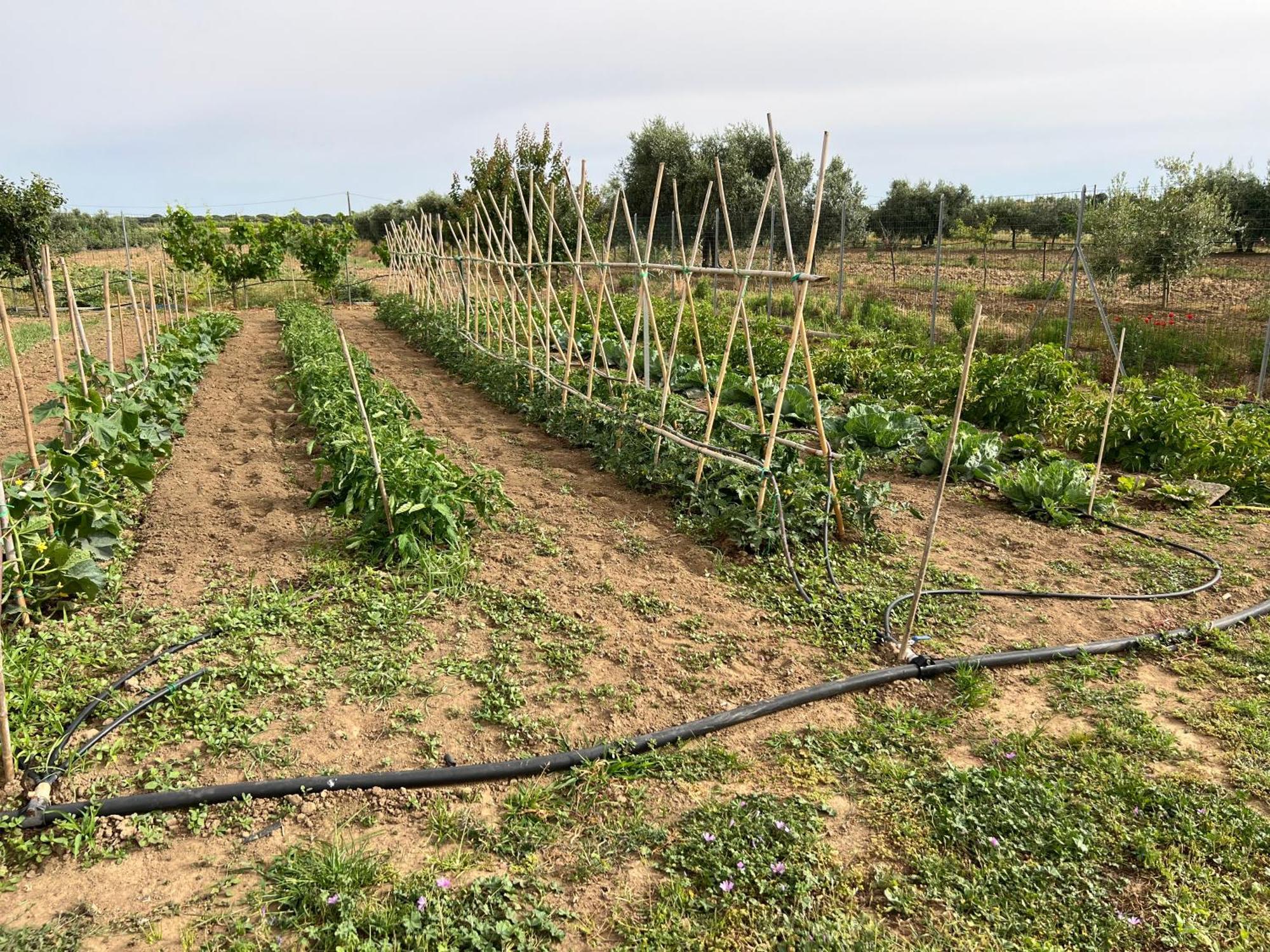 Agriturismo Il Giardino Degli Olivi Appartamenti Castiglione della Pescaia Bagian luar foto