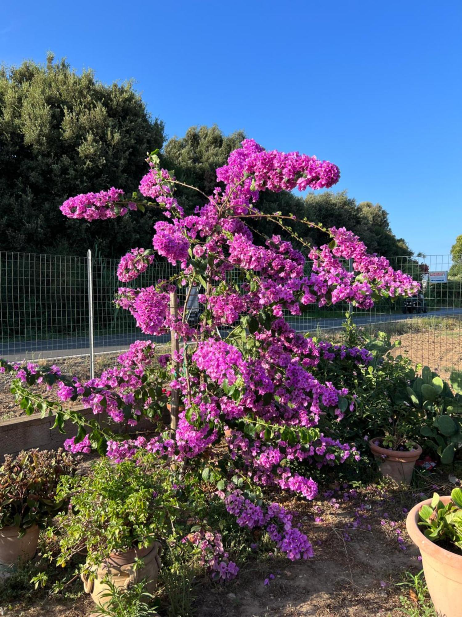 Agriturismo Il Giardino Degli Olivi Appartamenti Castiglione della Pescaia Bagian luar foto
